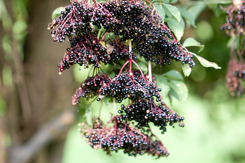 Vlierbessen op het erf